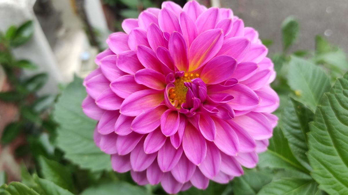 מה לעשות בלונדון ביום האהבה 2025 – VALENTINE'S DAY